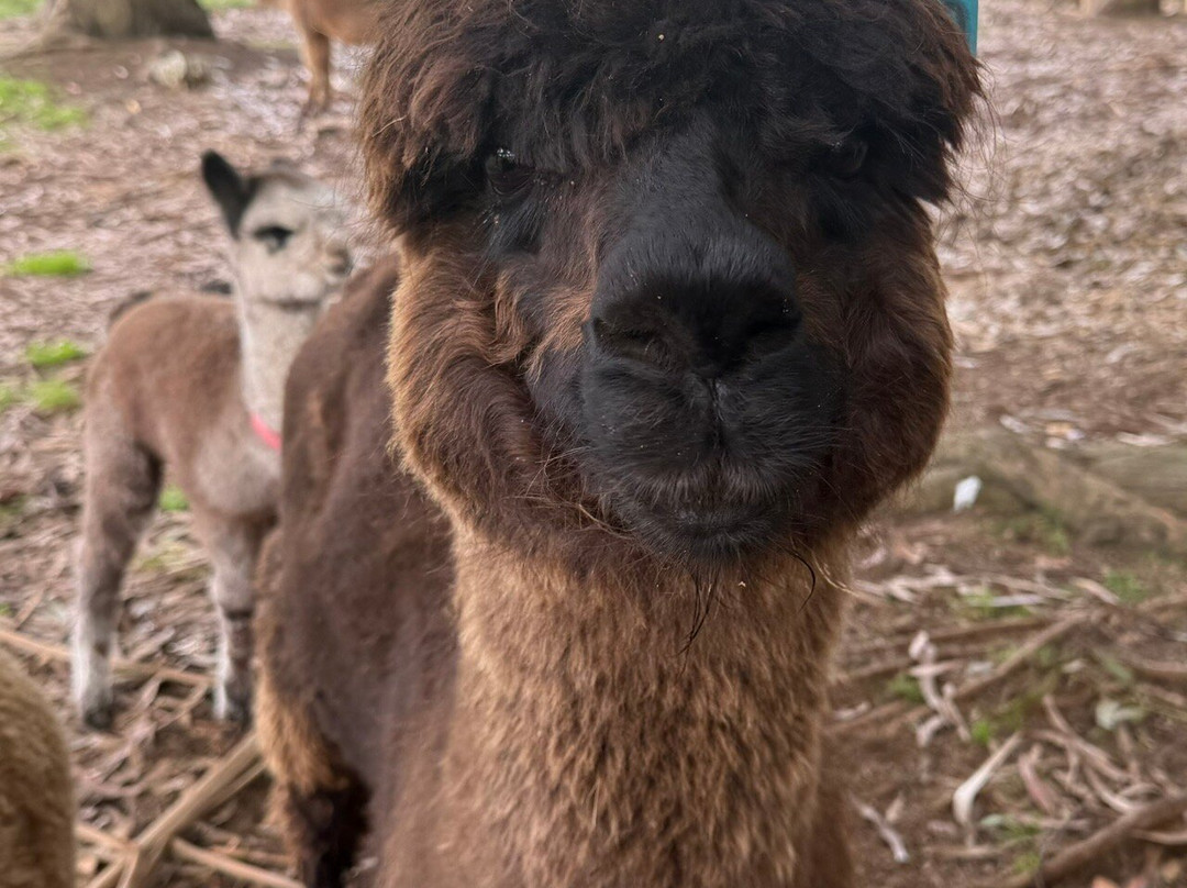 Kepler Mountain View Alpacas-马纳普里必去景点