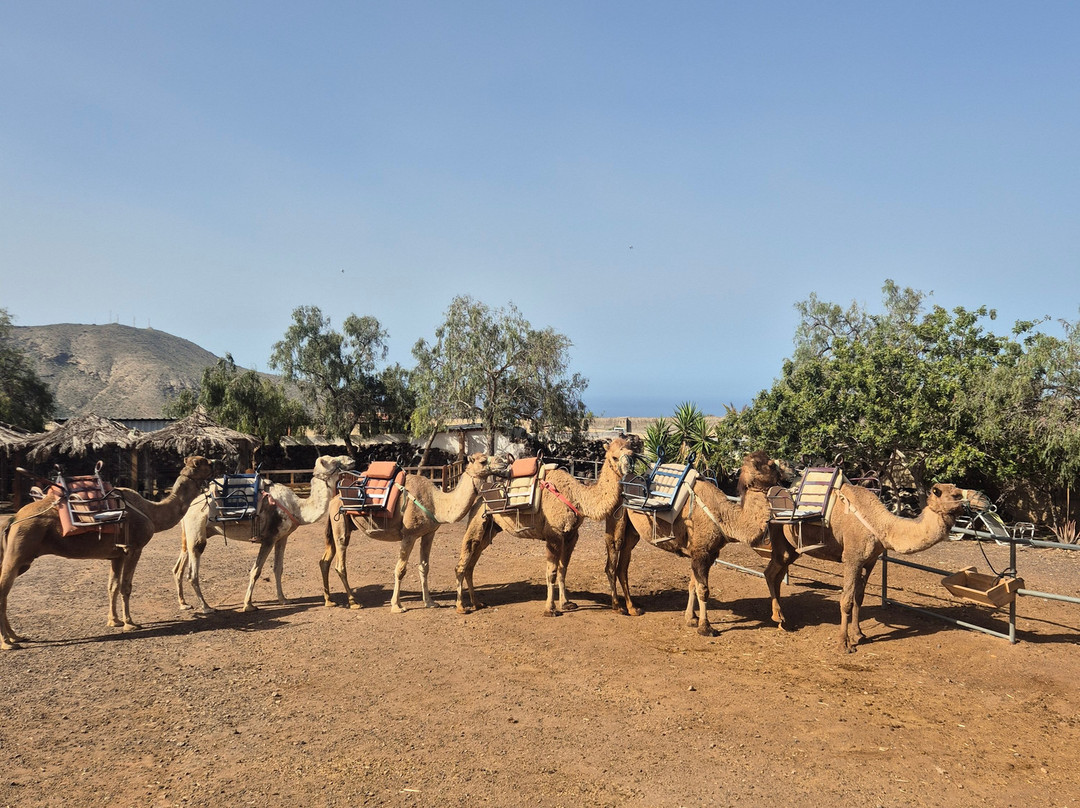 Camel Park-阿罗纳必去景点