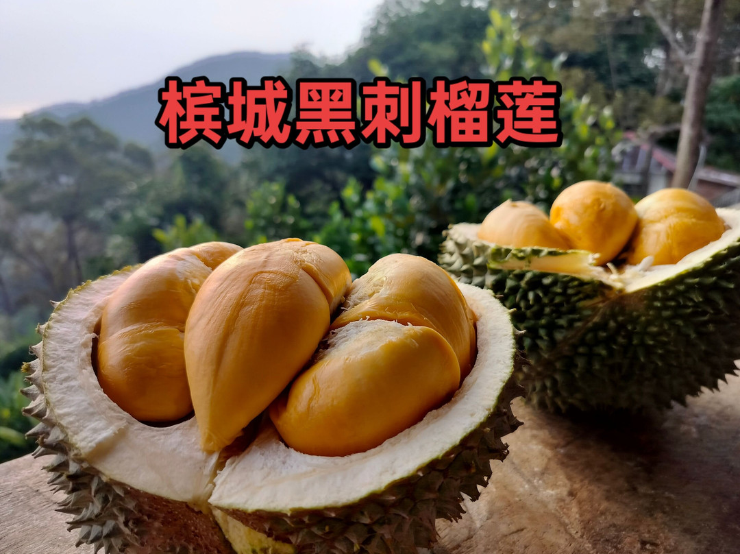 Durian Tree House-浮罗山背必去景点