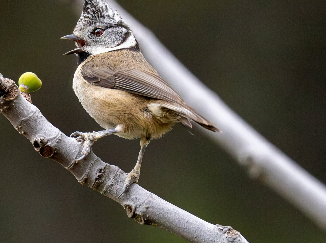 Iberian Lynx Land-Andujar必去景点