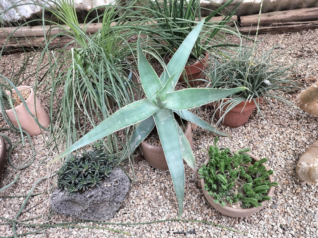 摩登热带植物园-棕榈泉市必去景点