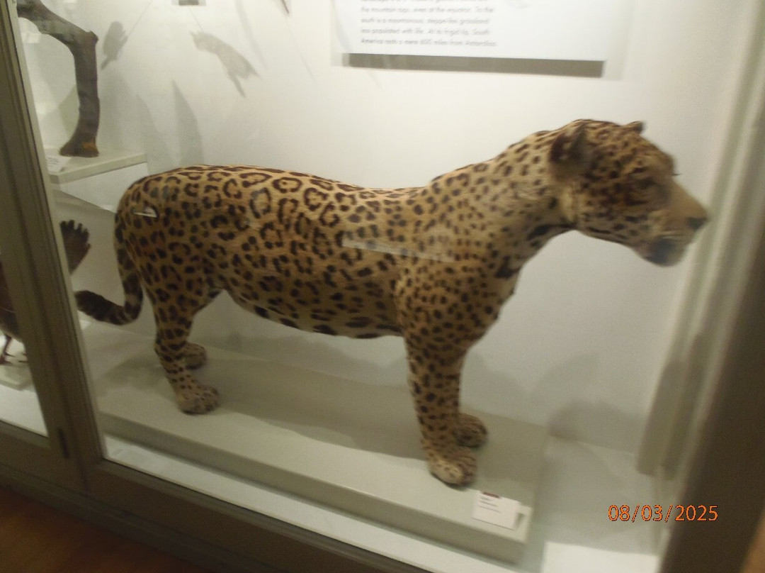 Harvard Museum of Natural History-剑桥必去景点