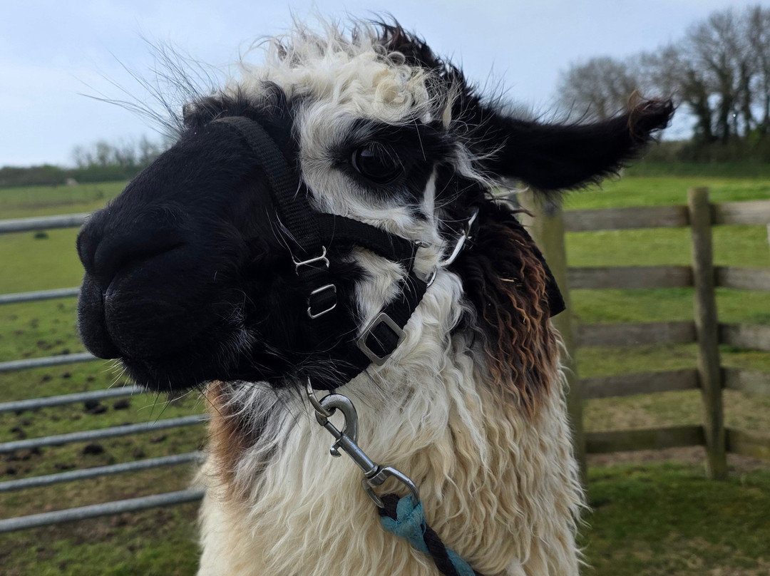 West Wight Alpacas-Wellow必去景点