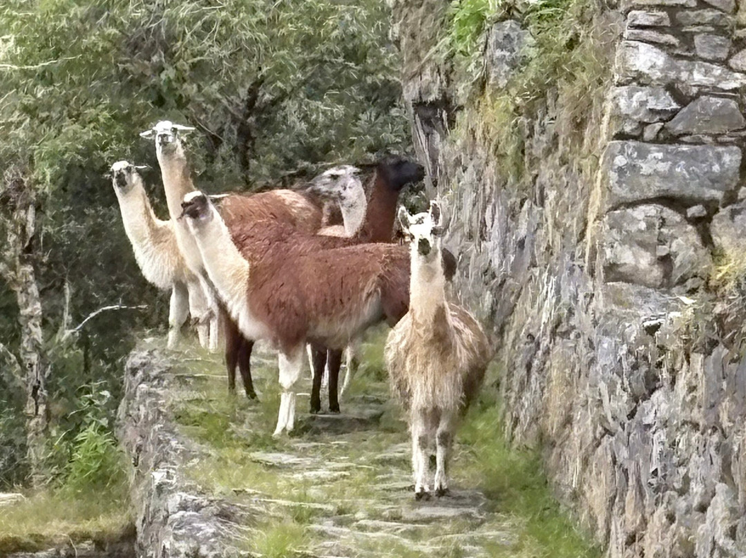 Peru Treks & Inca Trail-库斯科必去景点