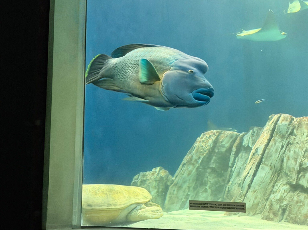OdySea Aquarium-斯科茨代尔必去景点