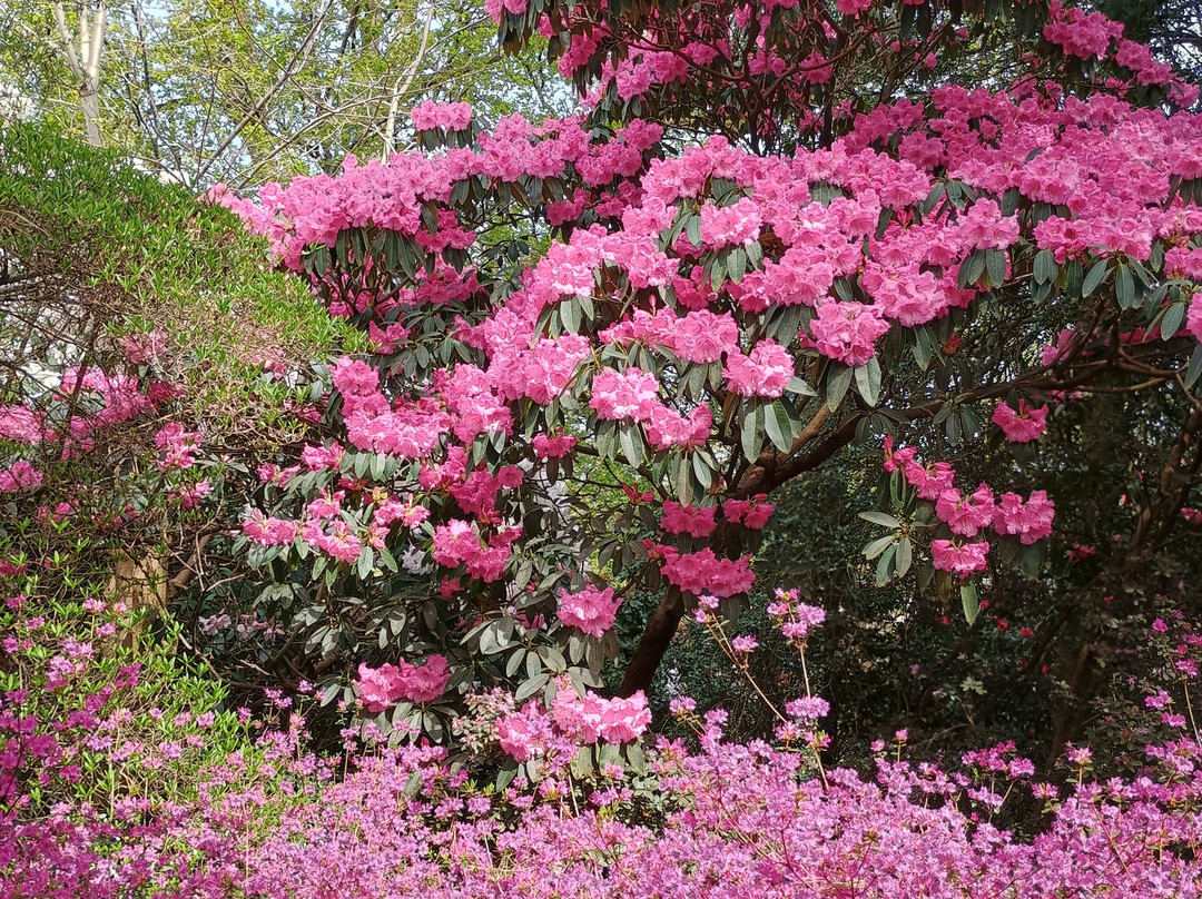 Leonardslee Lakes & Gardens-霍舍姆必去景点