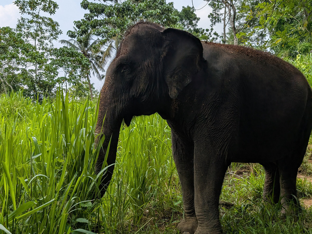 Elephant Freedom Project-凯格勒 必去景点