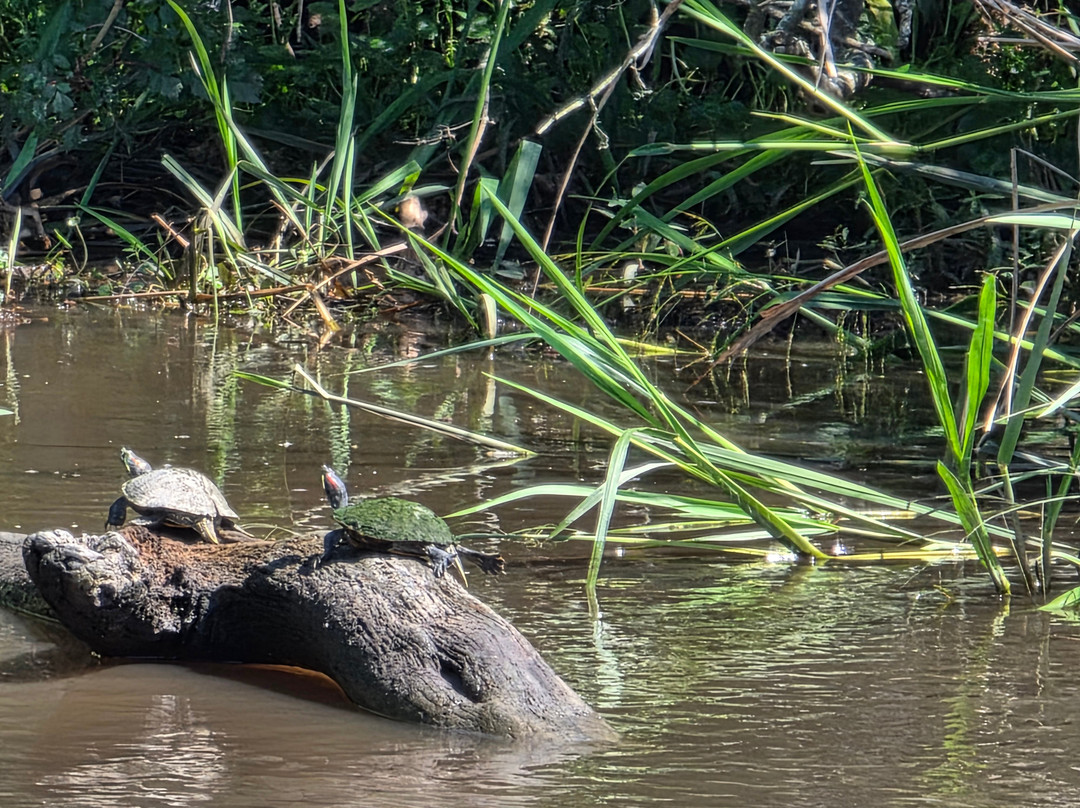 Ragin Cajun Airboat Tours-新奥尔良必去景点