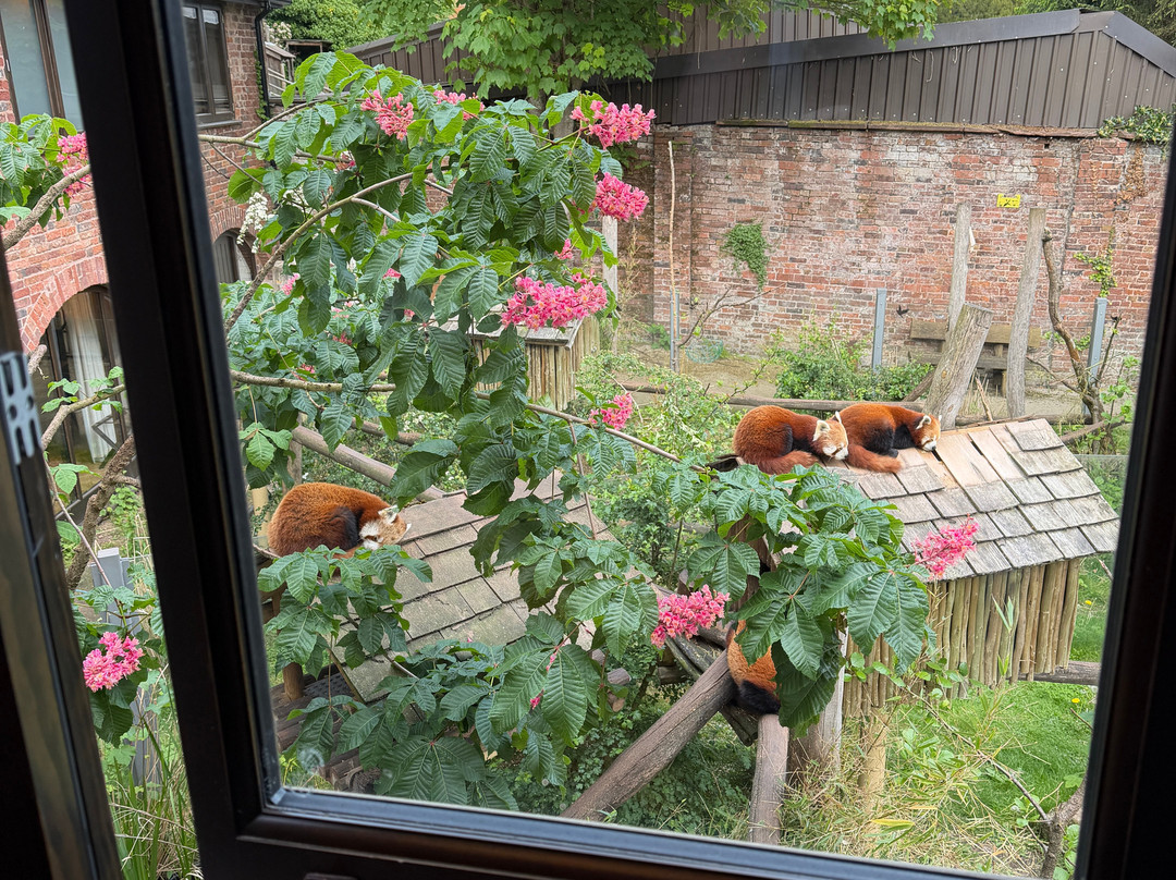 Safari Lodges At West Midlands Safari Park主图