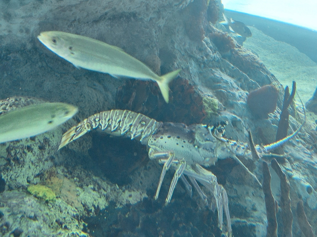 South Carolina Aquarium-查尔斯顿必去景点
