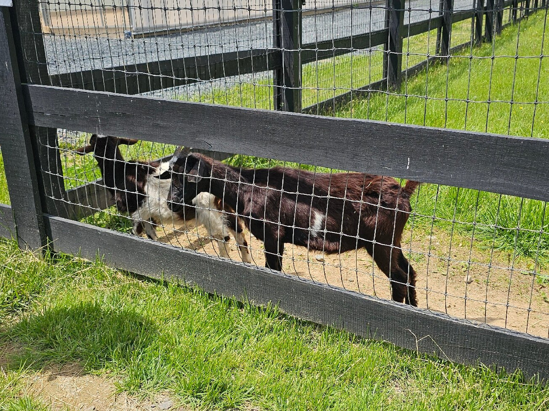 Sunny Dreams Farm-Bel Air必去景点