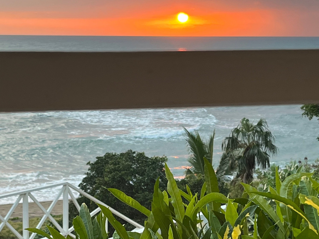 MycoMeditations Psilocybin-Assisted Retreats-瑰宝滩必去景点