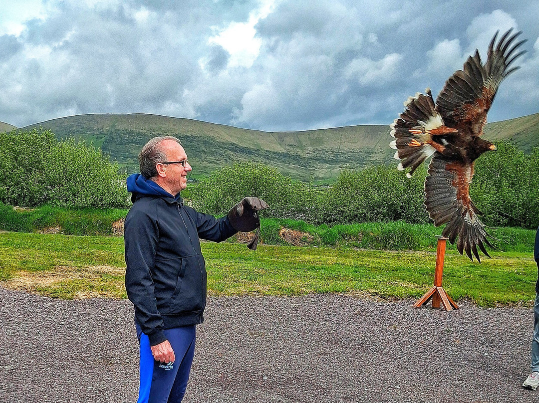 Kingdom Falconry - Dingle-丁格尔必去景点