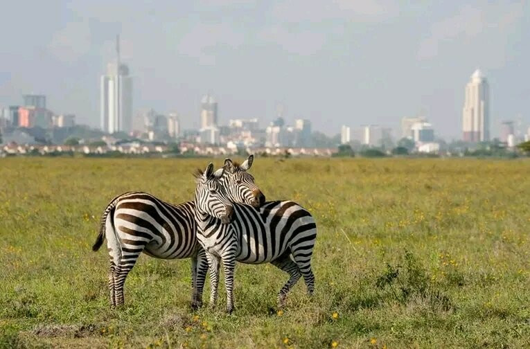 LAKE NAKURU NATIONAL PARK-纳库鲁湖国家公园必去景点