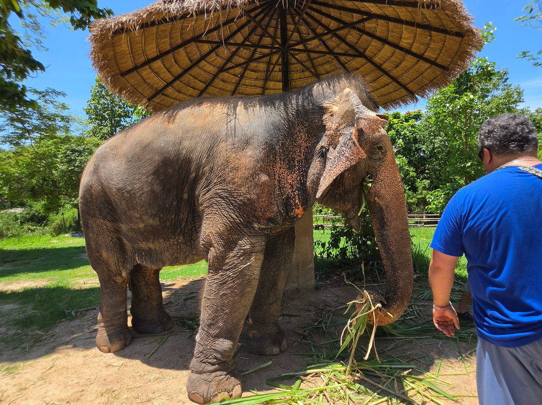 Maerim Elephant Sanctuary-夜林必去景点