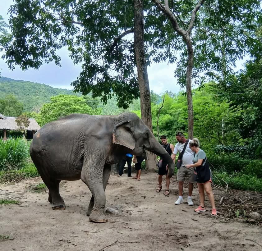 Phangan Elephant Sanctuary-帕岸岛必去景点