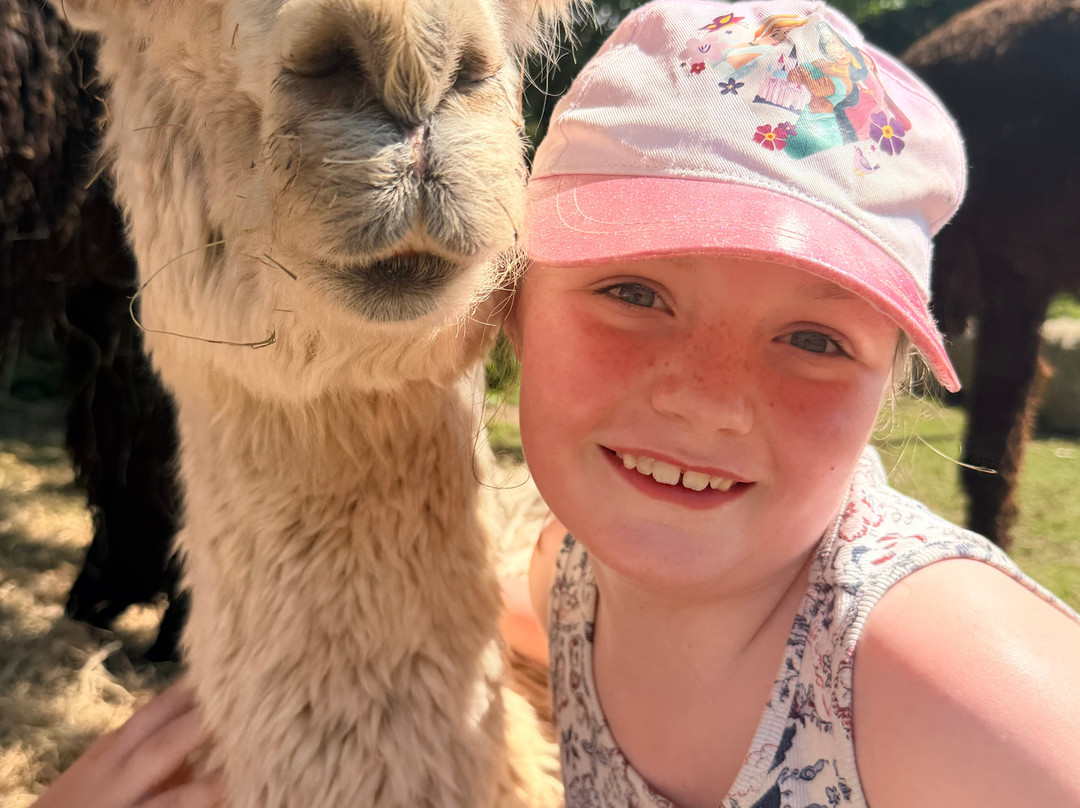 Lydford Gorge Alpacas-Lydford必去景点