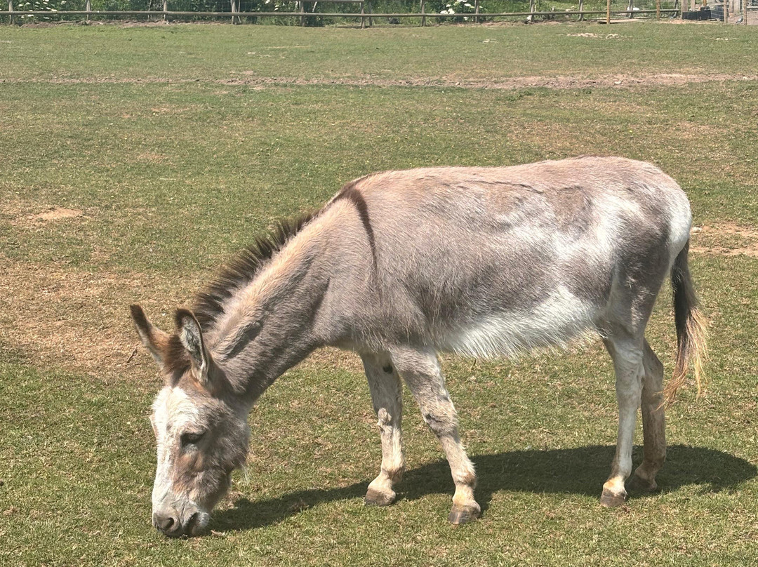Jimmy's Farm & Wildlife Park-伊普斯威奇必去景点