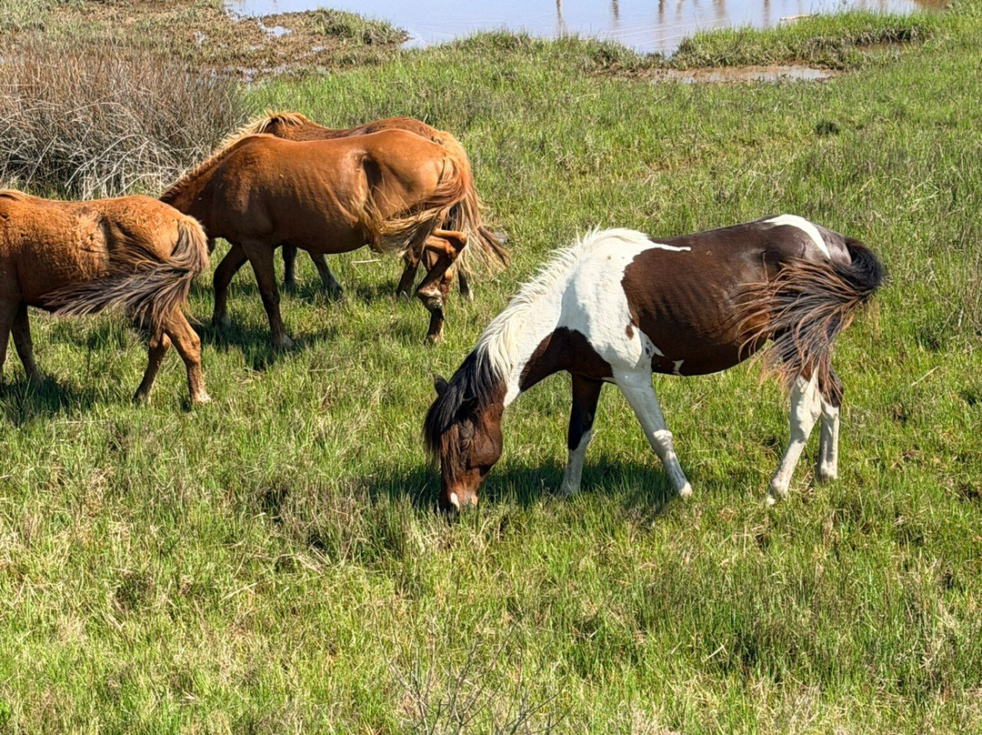 Assateague Island National Seashore-Assateague Island必去景点
