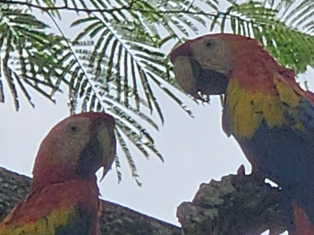 Macaw Recovery Network-Punta Islita必去景点