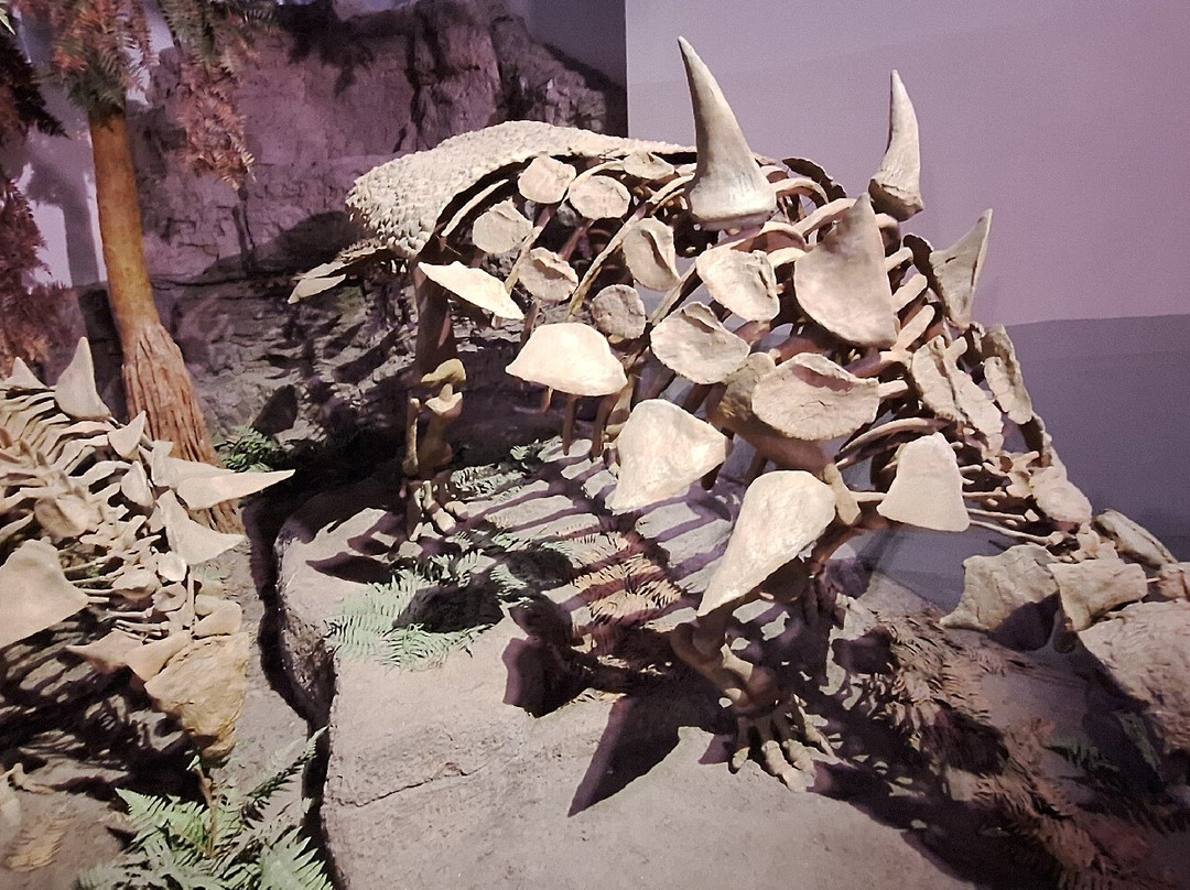 Mountain America Museum of Ancient Life-李海必去景点