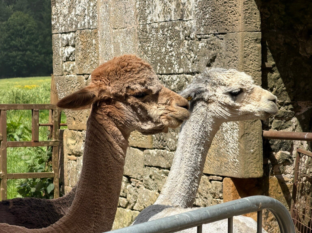 Hebbs Alpacas