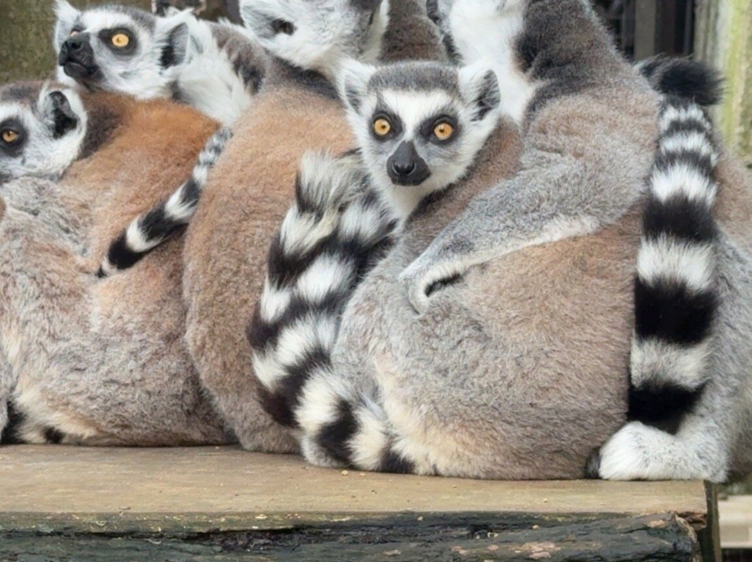 Izu Shaboten Zoo-伊东市必去景点