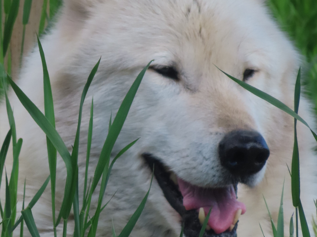 Yamnuska Wolfdog Sanctuary-科克伦必去景点
