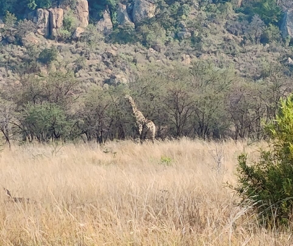 Pilanesberg National Park-太阳城必去景点
