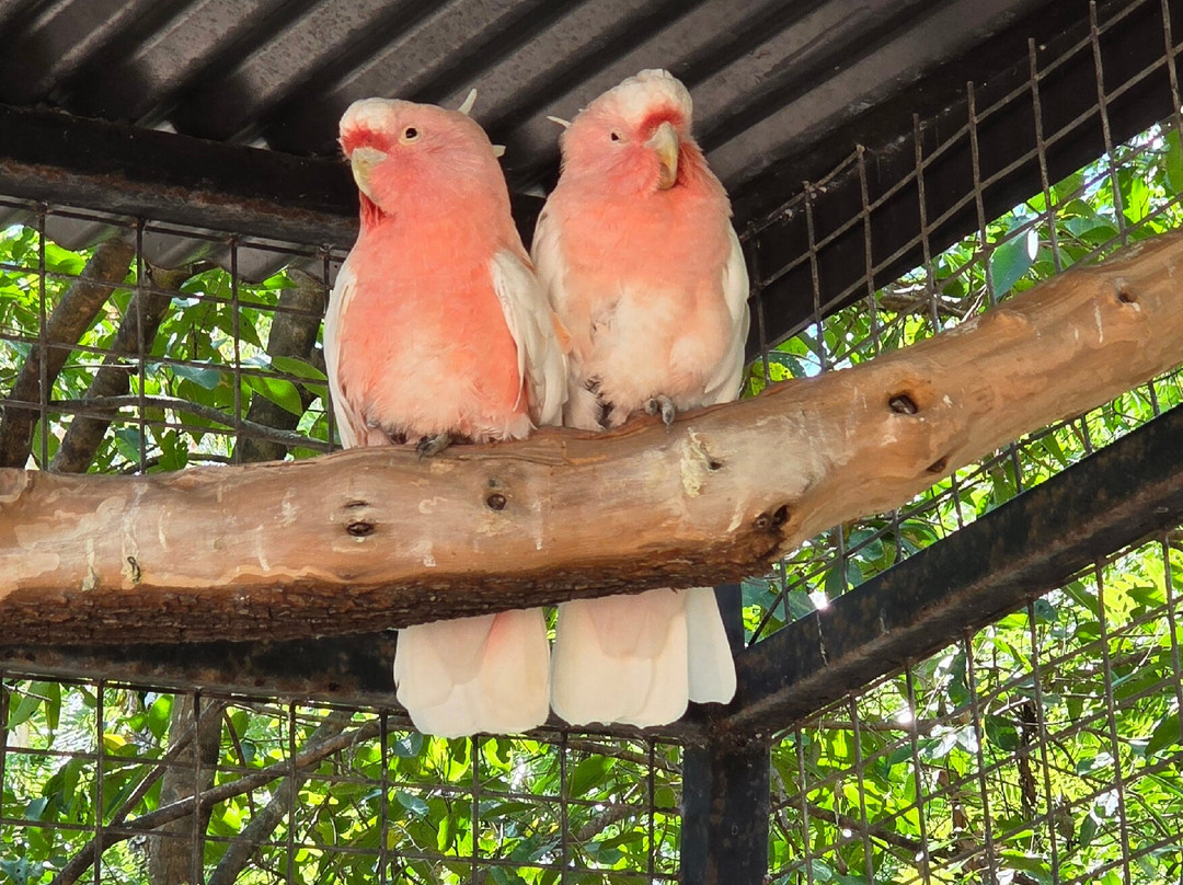 Billabong Sanctuary-汤斯维尔必去景点