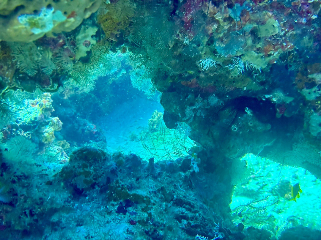 Afro Divers, Diving Center and Lodge-奔巴岛必去景点