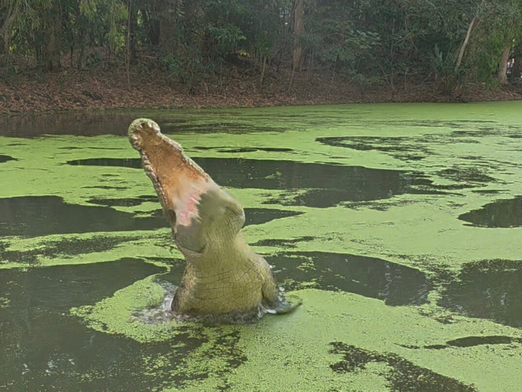 Hartley's Crocodile Adventures-Wangetti必去景点