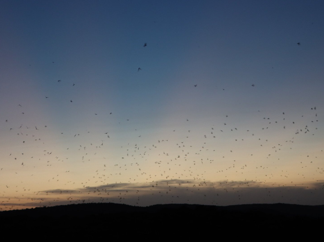 Frio Bat Flight Tours-Concan必去景点