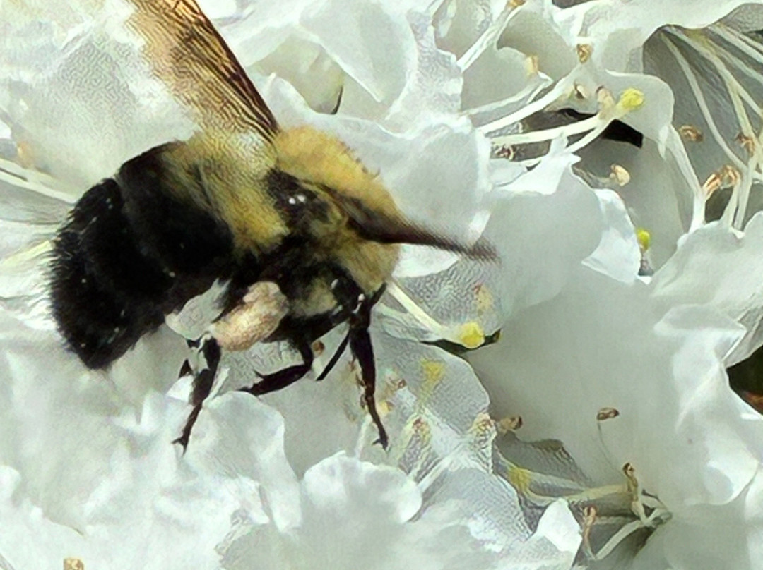 Asticou Azalea Garden-Northeast Harbor必去景点