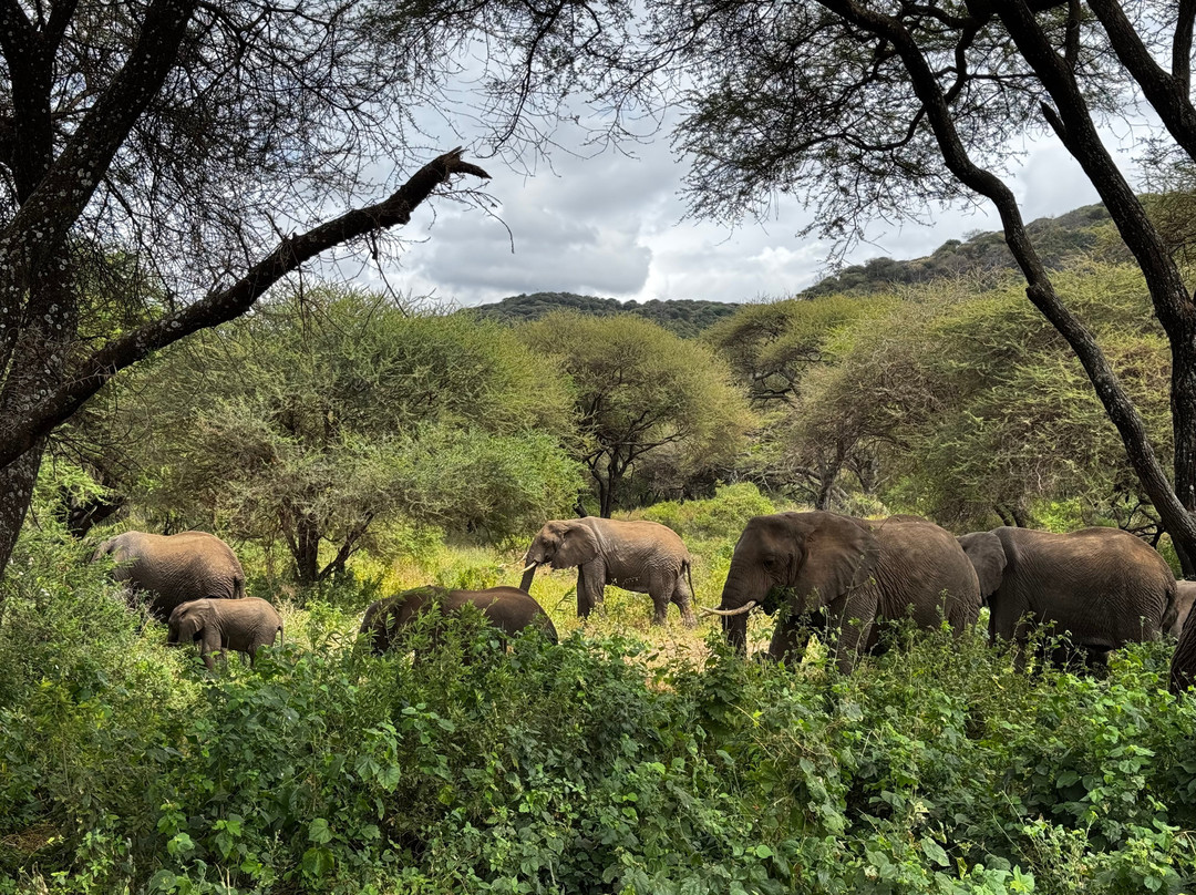 Safari Homes Tz主图