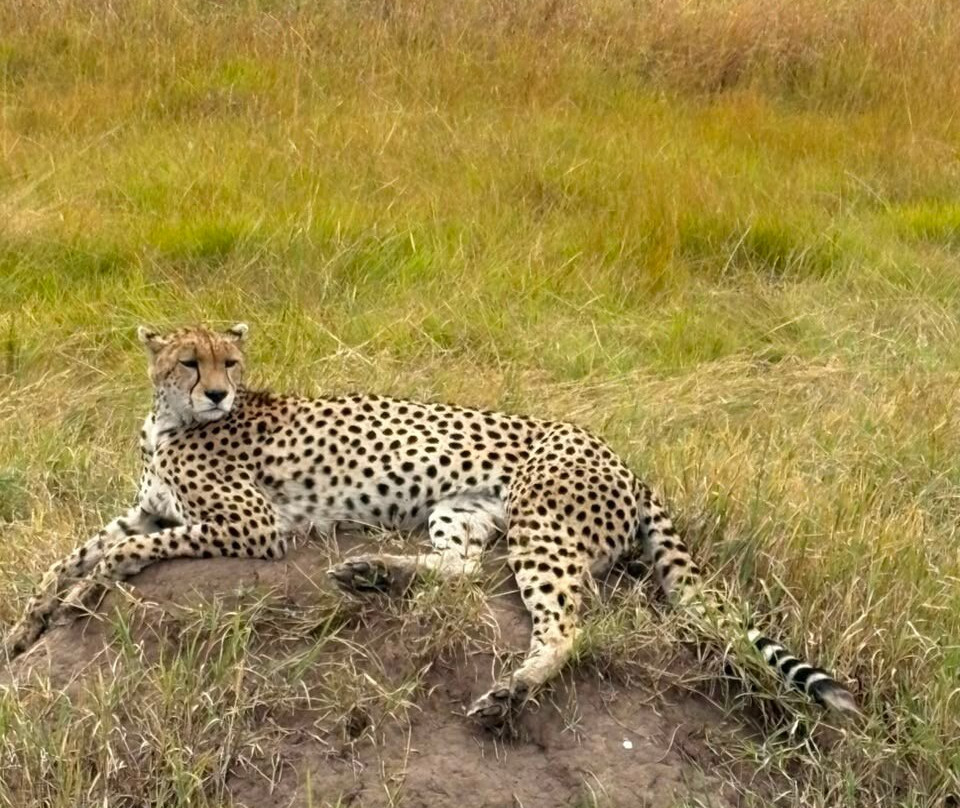 Oribi Expeditions-内罗毕必去景点