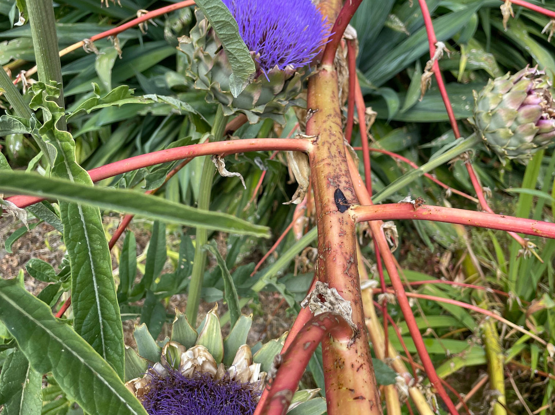 Cappoquin House Gardens-Cappoquin必去景点