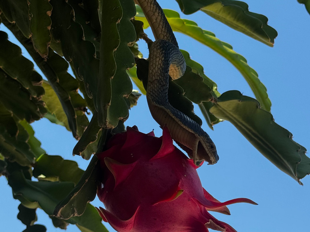 ADONIS Botanic Garden-Akoursos必去景点