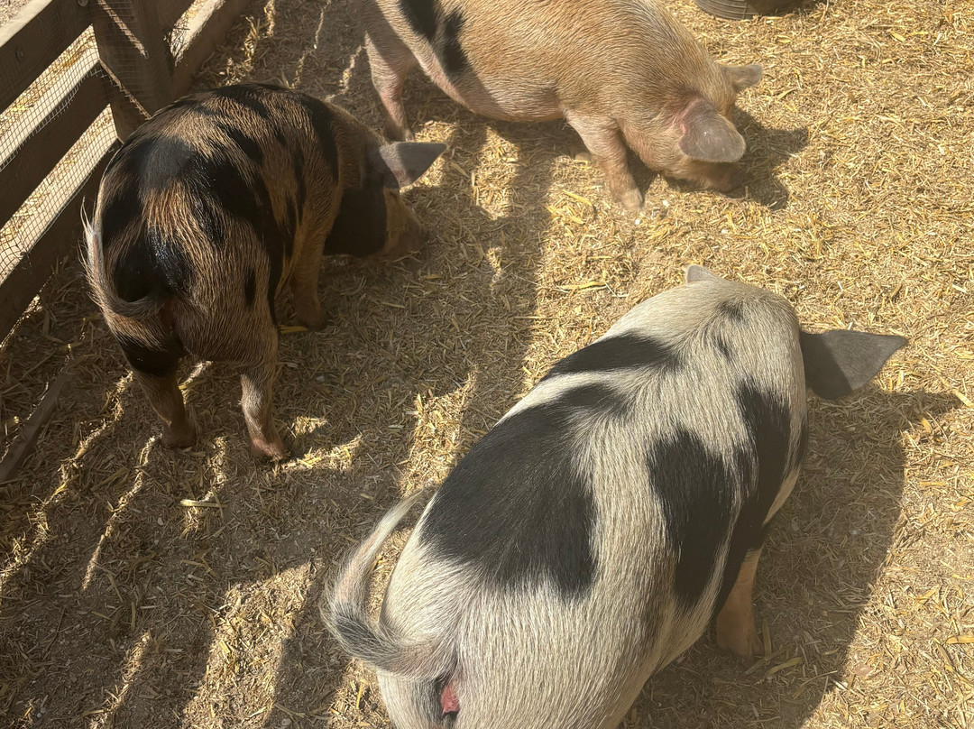 Quex Adventure Farm Park-Birchington必去景点