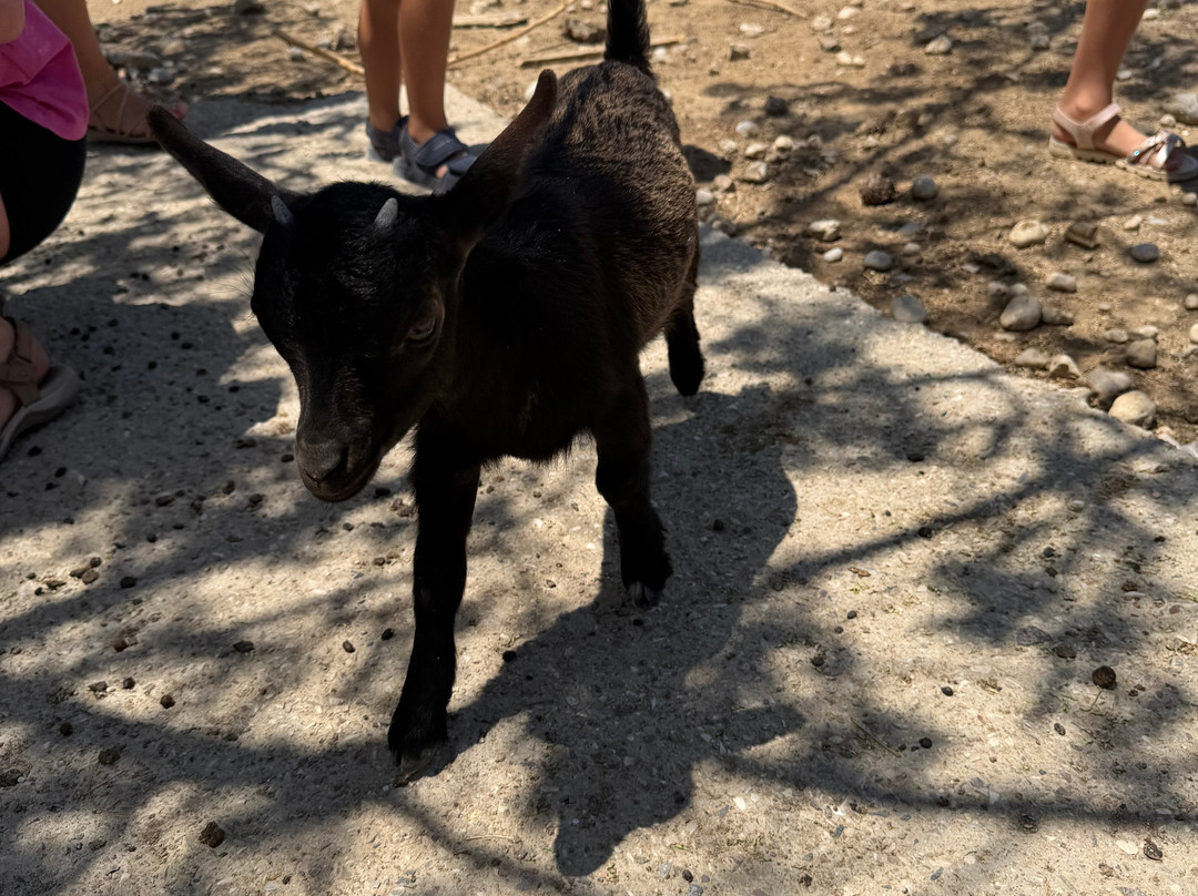 Farma of Rhodes Petting Zoo-Theologos必去景点