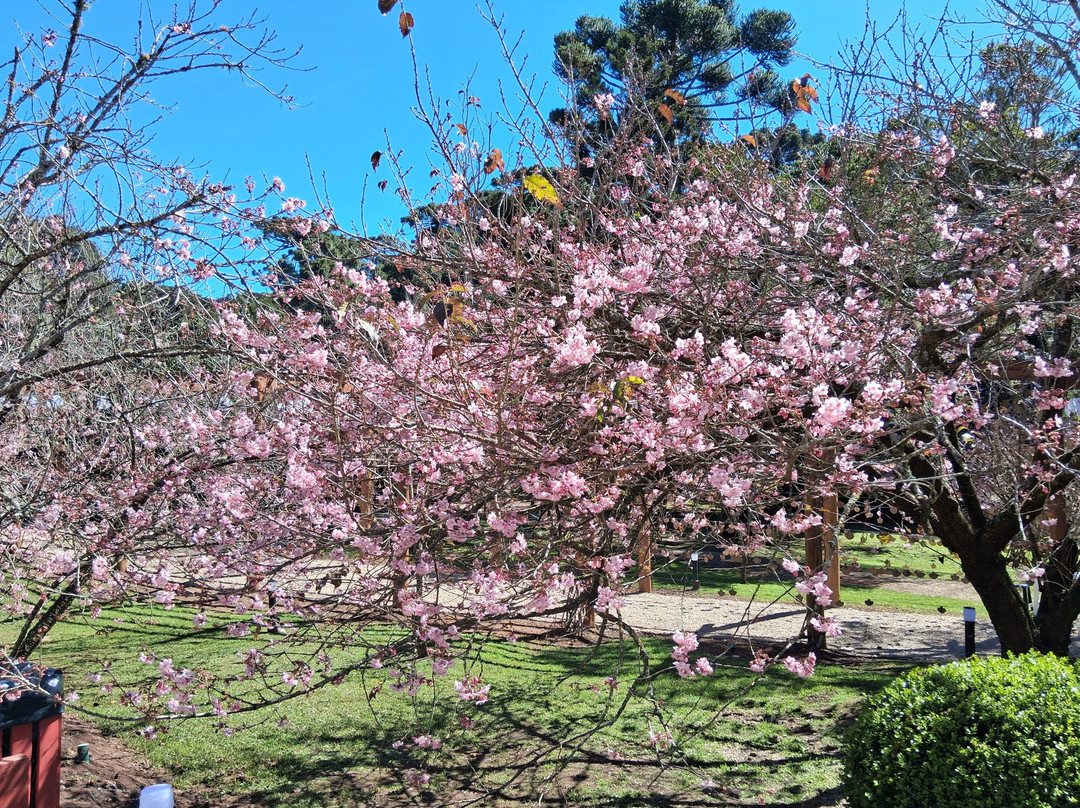 Parque das Cerejeira-坎普斯－杜若尔当必去景点