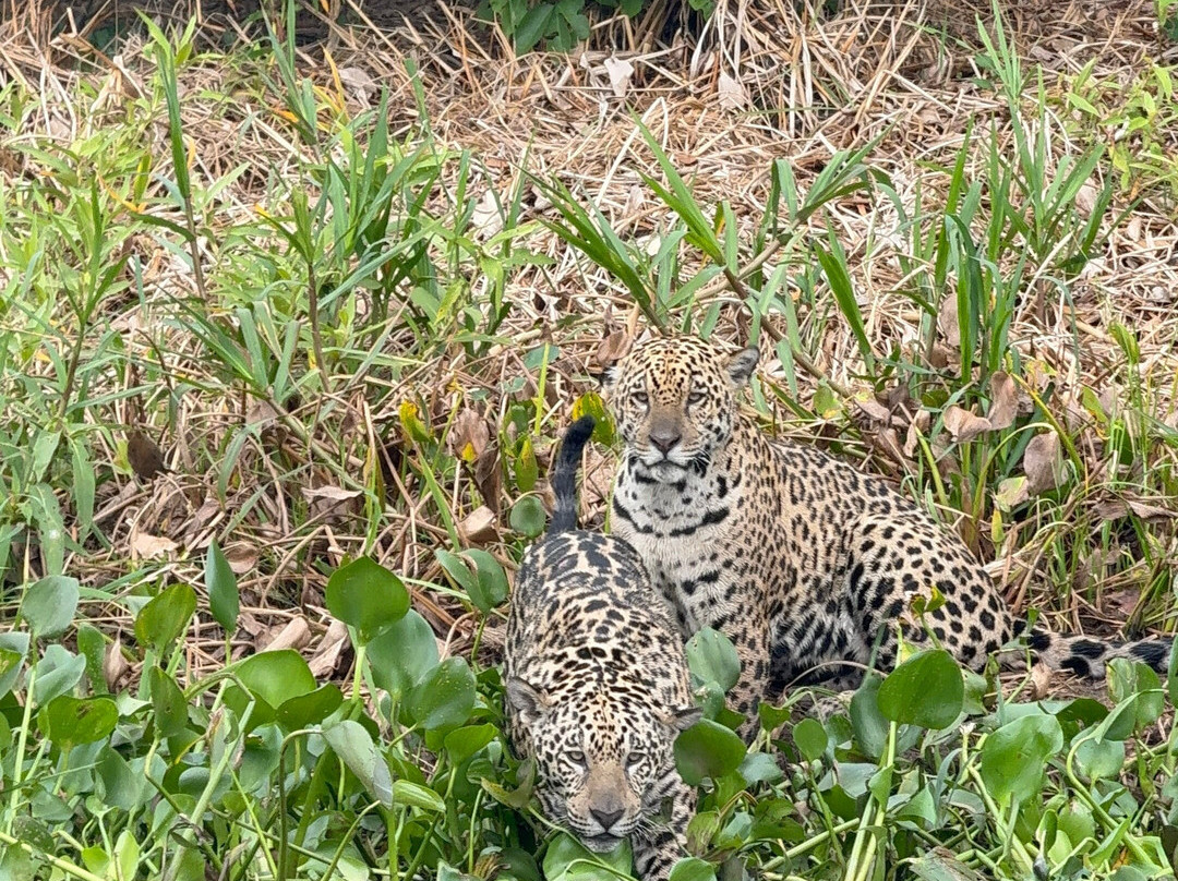 Wetland Jaguar Experience-波科内必去景点