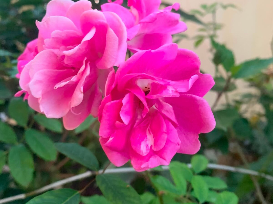 Pousada Flor de Lótus主图