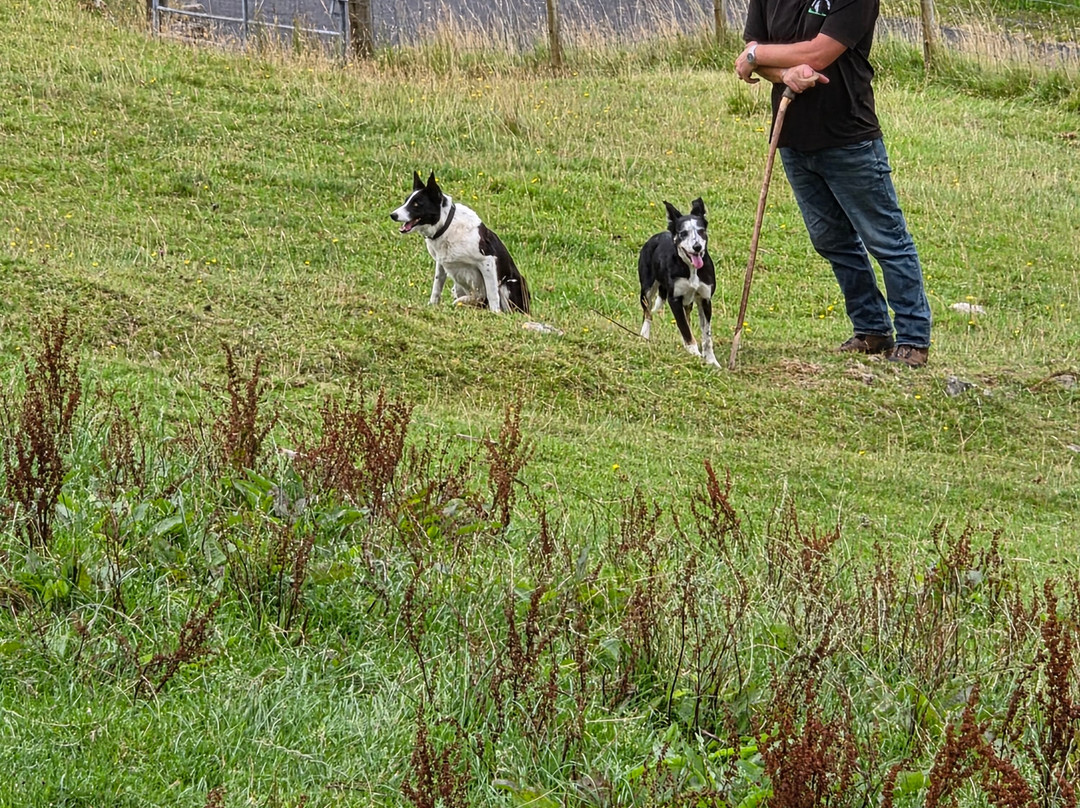 Joyce Country Sheepdogs-Shanafaraghaun必去景点