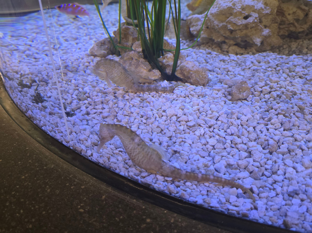 The Bailey-Matthews National Shell Museum & Aquarium-萨尼贝尔岛必去景点