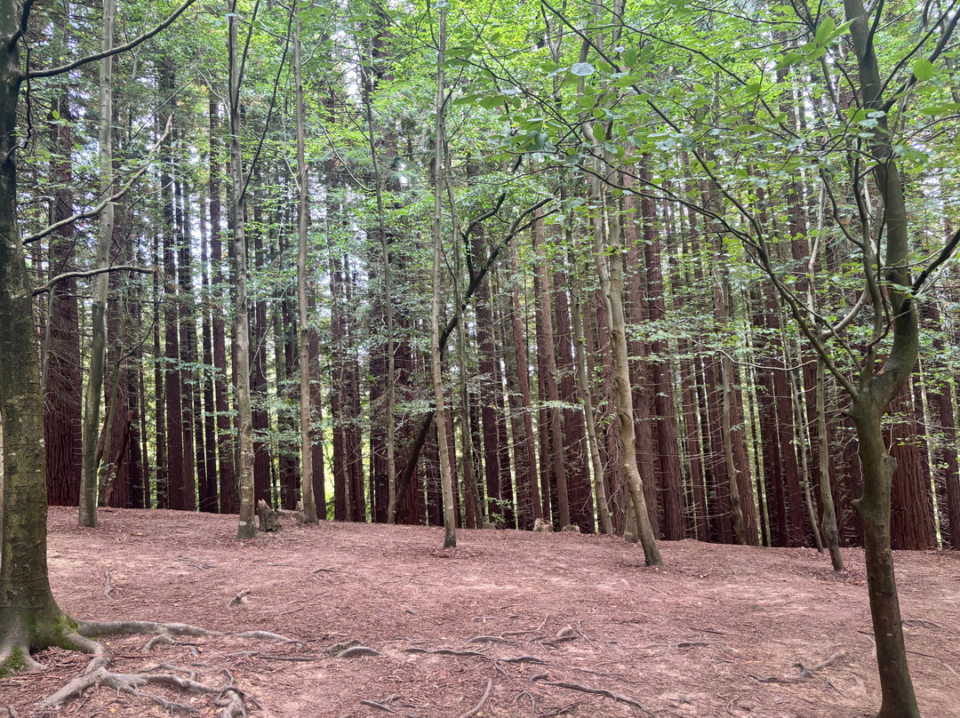 Natural Monument of the Sequoias of Monte Cabezón-Cabezon de la Sal必去景点