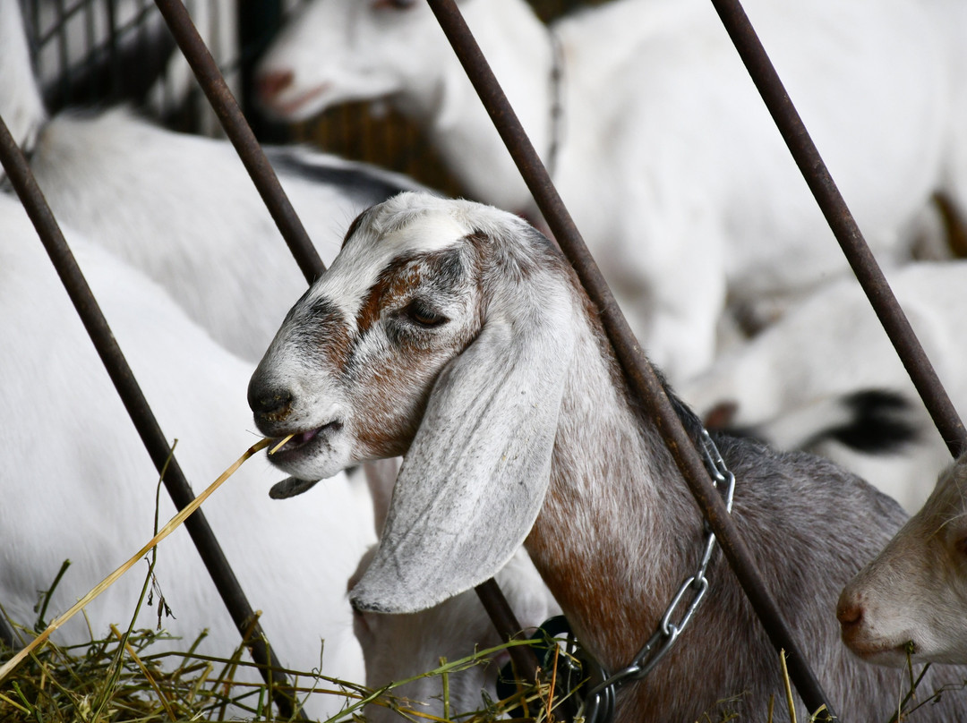 Poplar Goat Farm Tours-Scandia必去景点