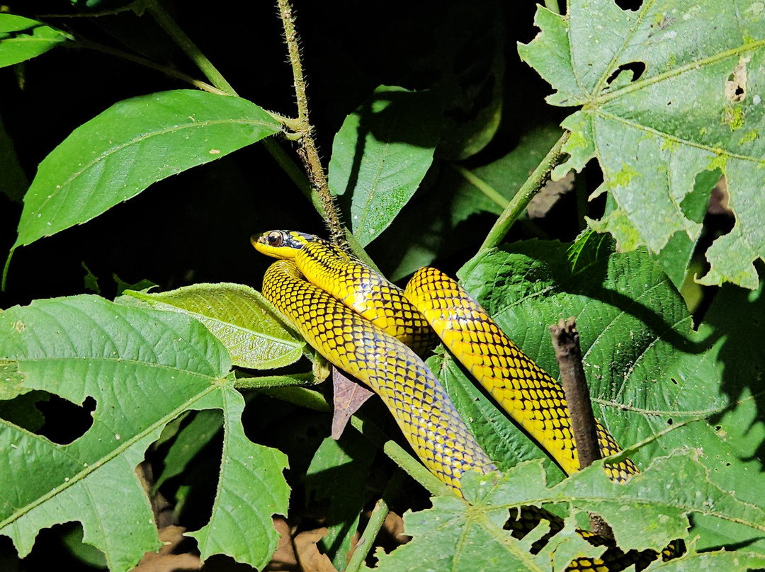 Tambopata Wild-Tambopata National Reserve必去景点