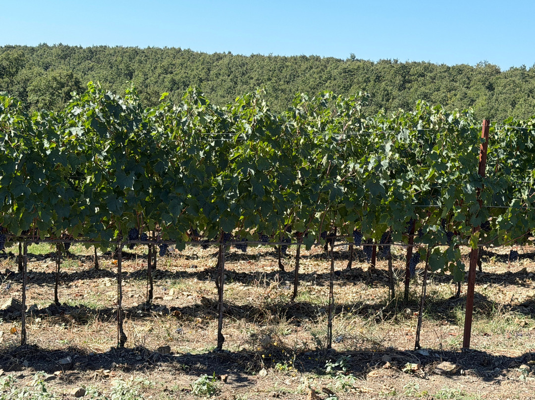 Girosole Italy Walking Tours-Abbadia San Salvatore必去景点