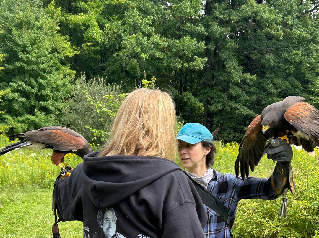 Monadnock Falconry-Temple必去景点